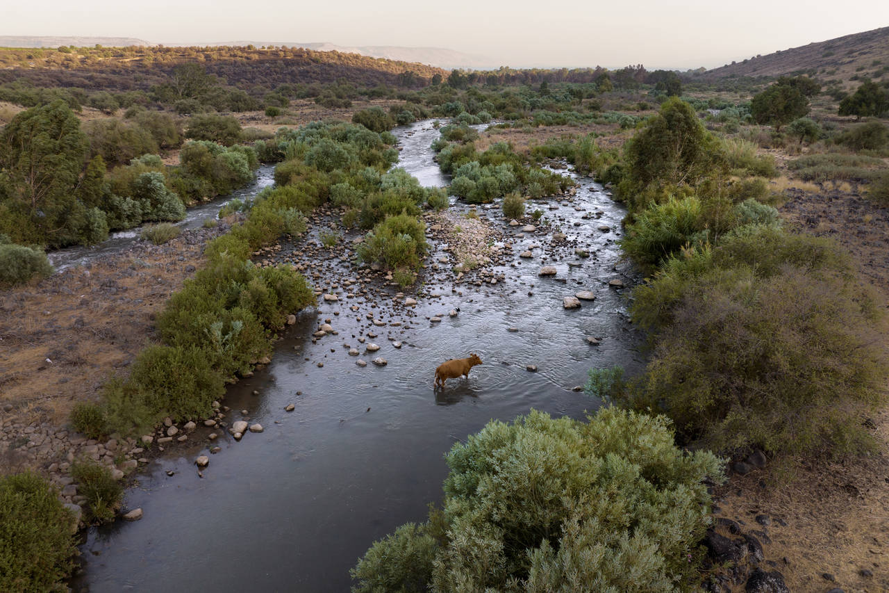 FILE - A cow crosses the Jordan River near Kibbutz Karkom in northern Israel on Saturday, July 30, ...