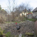 
              A rooster walks in a yard of Olga Lehan's house in the village of Demydiv, about 40 kilometers (24 miles) north of Kyiv, Ukraine, Tuesday, Nov. 2, 2022. Olga Lehan's home near the Irpin River was flooded when Ukraine destroyed a dam to prevent Russian forces from storming the capital of Kyiv just days into the war. Weeks later, the water from her tap turned brown from pollution. (AP Photo/Andrew Kravchenko)
            