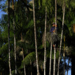 
              Alcindo Farias Junior, who works in the production of acai, climbs a palm tree to extract the fruit, in an area close to his house, in the community of Vila de Sao Pedro in the Bailique Archipelago, district of Macapa, state of Amapa, northern Brazil, Sunday, Sept. 11, 2022. The changes in the region are also an increasing threat to the omnipresent açai palm trees. In many places, sea erosion is taking them. And in areas closer to the sea, the açai berries began to taste salty. (AP Photo/Eraldo Peres)
            