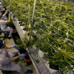 
              Workers pull leaves off a cannabis plants as they harvest them at a marijuana farm operated by Greenlight, Monday, Oct. 31, 2022, in Grandview, Mo. Marijuana growers and sellers in Missouri and several other states are helping fund campaigns as voters decide whether to legalize recreational sales in upcoming elections. (AP Photo/Charlie Riedel)
            