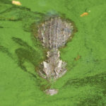 
              A Siamese crocodile is seen at Siracha Moda Farm in Chonburi province, eastern Thailand on Nov. 7, 2022. Crocodile farmers in Thailand are suggesting a novel approach to saving the country’s dwindling number of endangered wild crocodiles. They want to relax regulations on cross-border trade of the reptiles and their parts to boost demand for products made from ones raised in captivity. (AP Photo/Sakchai Lalit)
            