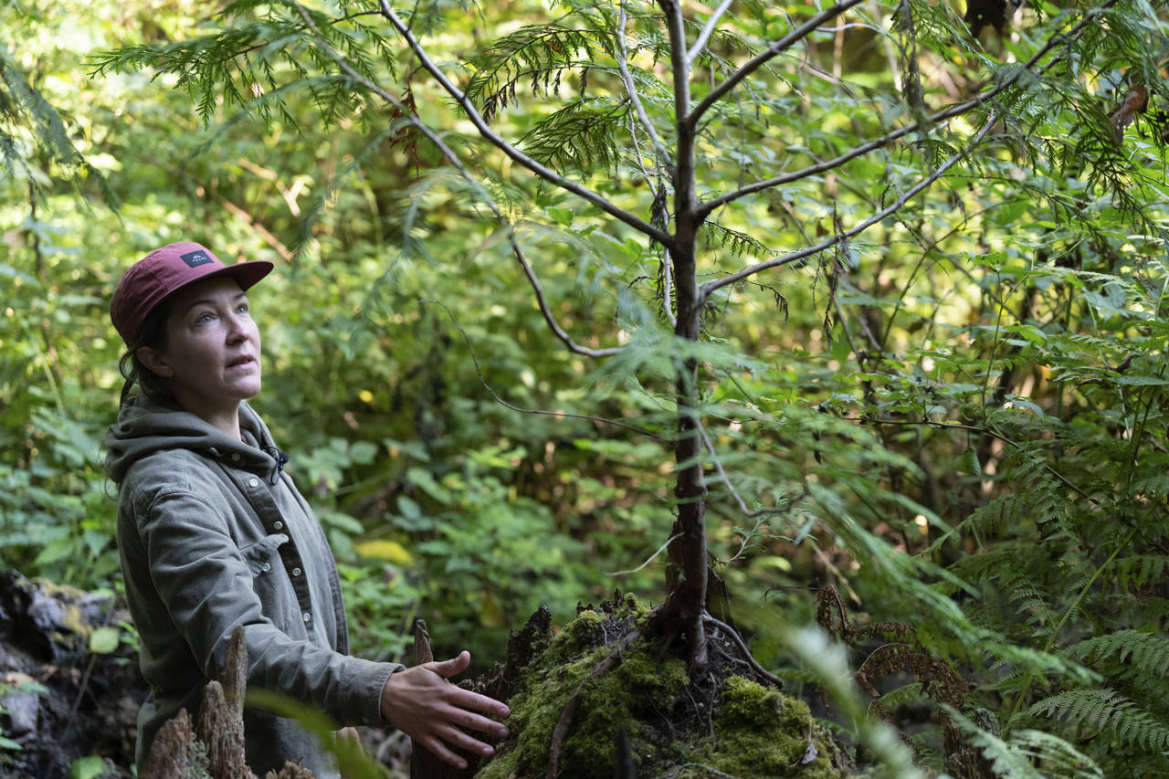 Lisa Ciecko, a Seattle Parks and Recreation plant ecologist, looks at a tree on Friday, Oct. 7, 202...