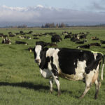 
              FILE - Dairy cows graze on a farm near Oxford, New Zealand, on Oct. 8, 2018. New Zealand scientists are coming up with some surprising solutions for how to reduce methane emissions from farm animals. (AP Photo/Mark Baker, File)
            