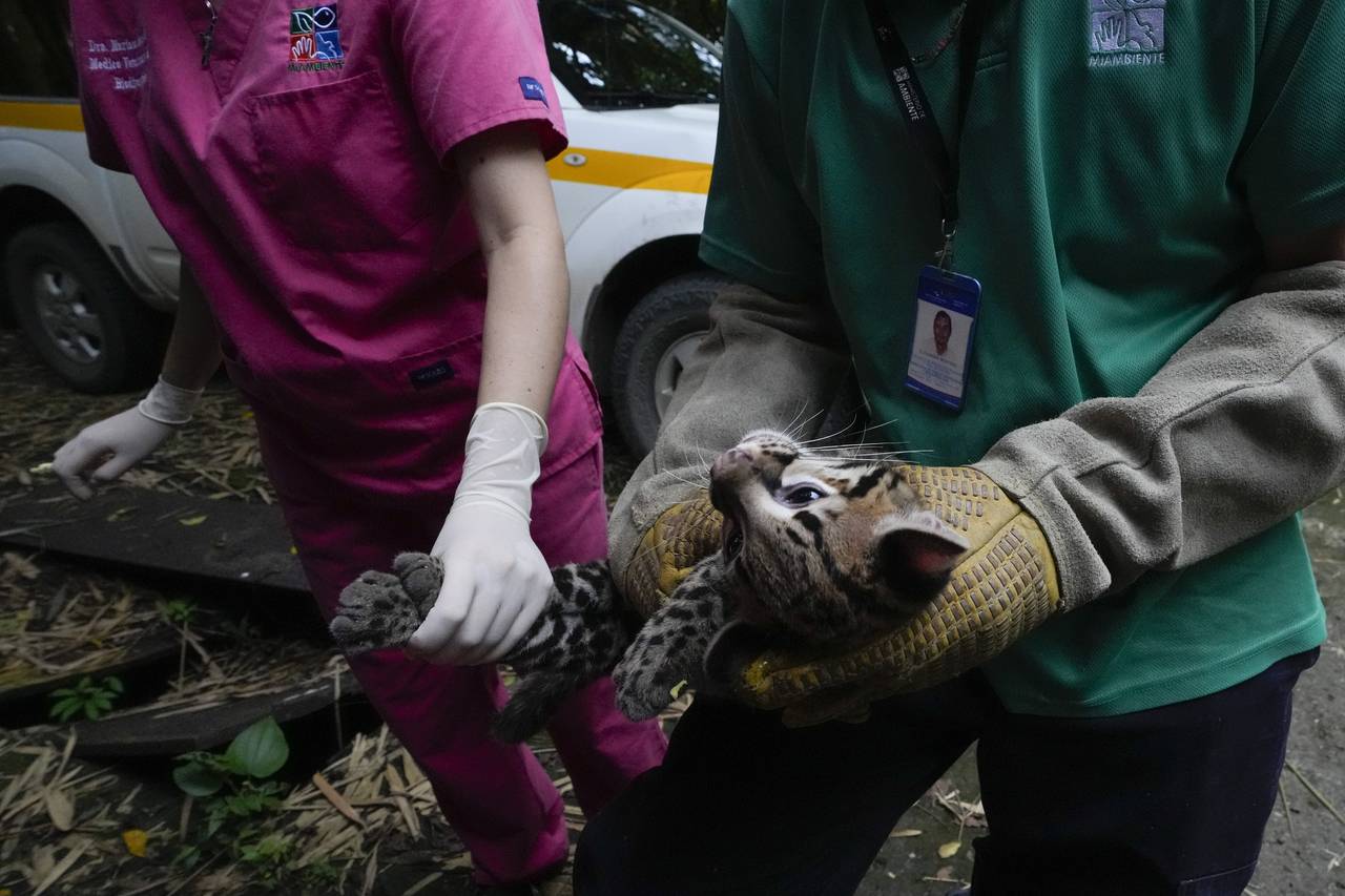 An ocelot is given medical care as he is prepared to be released back into the wild, at a Ministry ...