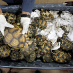 
              FILE - A Malaysian Customs official holds seized tortoise after a news conference at Customs office in Sepang, Malaysia, Malaysia on May 15, 2017. Malaysian authorities say they seized 330 exotic tortoises from Madagascar. The plight of turtles is expected to get plenty of attention at a wildlife trade conference in Panama in November 2022. (AP Photo/Daniel Chan, File)
            