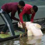 
              Fishermen brothers Gibson, right, and Manuel Cunha Da Lima, front, raise a pirarucu fish from a lake in San Raimundo settlement, at Medio Jurua region, Amazonia State, Brazil, Monday, Sept. 5, 2022. When the fishers catch one, they haul in the net and club the fish in the head. Then they put it in their small boat. When it's very heavy, two or three men are required to do the job. (AP Photo/Jorge Saenz)
            