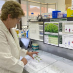 
              Christine Voisey, a senior scientist at AgResearch, inspects leaf samples in a laboratory in Palmerston North, New Zealand, on Nov. 3, 2022. New Zealand scientists are coming up with some surprising solutions for how to reduce methane emissions from farm animals. (AP Photo/Nick Perry)
            