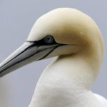 
              A northern gannet is visible on Bonaventure Island in the Gulf of St. Lawrence off the coast of Quebec, Canada's Gaspe Peninsula, Tuesday, Sept. 13, 2022. Bonaventure Island offers remarkable insights into northern gannets, thanks to an enormous and easily accessible colony of these majestic seabirds. (AP Photo/Carolyn Kaster)
            