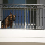 
              President Joe Biden's dog Commander looks out from the balcony before a pardoning ceremony for the national Thanksgiving turkeys at the White House in Washington, Monday, Nov. 21, 2022. (AP Photo/Andrew Harnik)
            