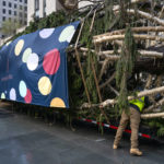 Workers prepare the 2022 Rockefeller Center Christmas tree before the donated tree was lifted into place by a crane Saturday, Nov. 12, 2022.  The tree was cut Thursday then lifted onto a flatbed truck for its to 200-mile (322-kilometer) trip to from Queensbury, New York, to New York City.   (AP Photo/Craig Ruttle)