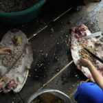 
              Women prepare turtle meat for lunch at San Raimundo settlement, in Carauari, Brazil, Monday, Sept. 5, 2022. They usually cook turtle meat according to traditional recipes. (AP Photo/Jorge Saenz)
            