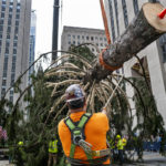 Workers steady the 2022 Rockefeller Center Christmas tree as a crane lifts the donated tree into place Saturday, Nov. 12, 2022. (AP Photo/Craig Ruttle)