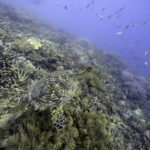 
              FILE - A sea turtle swims over corals on Moore Reef in Gunggandji Sea Country off the coast of Queensland in eastern Australia on Nov. 13, 2022.  Australia’s environment minister said on Tuesday, Nov. 29, 2022 her government will lobby against UNESCO adding the Great Barrier Reef to a list of endangered World Heritage sites. (AP Photo/Sam McNeil, File)
            