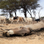 
              A donkey that died due drought is seen as cows go to drink water in Kom village, Samburu East, Kenya on Saturday, Oct. 15, 2022. Droughts in the region are worsening due to climate change, making it harder for people to get water. (AP Photo/Brian Inganga)
            