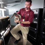 
              FILE - Assistant herpetarium curator Chris Baker unwinding a Louisiana pinesnake from its enclosure at the Memphis Zoo, March 1, 2016. The U.S. government says four areas in Louisiana and two in Texas should be protected as critical habitat for a rare snake that eats small gophers and takes over their burrows. (Jim Weber/The Commercial Appeal via AP, File)
            