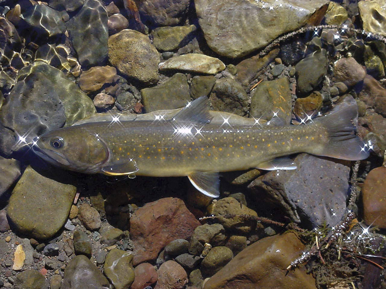 FILE - This undated photo provided by the U.S. Forest Service shows a bull trout in the Little Lost...