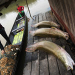 
              Three pirarucu fish, captured by brothers Gibson, right, and Manuel Cunha Da Lima, front, lie at a floating warehouse in San Raimundo settlement, at Medio Jurua region, Amazonia State, Brazil, Monday, Sept. 5, 2022. Along the Jurua River, a tributary of the Amazon, riverine settlers and Indigenous villages are working together to promote the sustainable fishing of near magic fish called pirarucu. (AP Photo/Jorge Saenz)
            