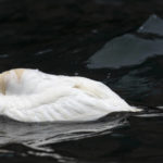 
              A northern gannet sleeps as it floats on the Gulf of St. Lawrence near Bonaventure Island off the coast of Quebec, Canada's Gaspe Peninsula, Tuesday, Sept. 13, 2022. Northern gannets are considered sentinels of the marine ecosystem. Their struggles to feed and breed in a warming climate are being closely watched by scientists. (AP Photo/Carolyn Kaster)
            