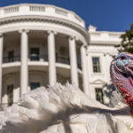 
              One of the two national Thanksgiving turkeys is photographed following a pardoning ceremony at the White House in Washington, Monday, Nov. 21, 2022. (AP Photo/Andrew Harnik)
            