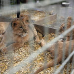 
              Lion cubs who were rescued from the war in Ukraine by the International Fund for Animal Welfare, adjust to their new home at The Wildcat Sanctuary, Wednesday, Nov. 30, 2022 in Sandstone, Minn. The cubs, who are orphans, were bound for the pet trade and spent the last three weeks at Poland's Poznan Zoo before flying to Minnesota. (Anthony Souffle/Star Tribune via AP)
            