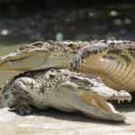 
              Siamese crocodiles are seen at Siracha Moda Farm in Chonburi province, eastern Thailand on Nov. 7, 2022. Crocodile farmers in Thailand are suggesting a novel approach to saving the country’s dwindling number of endangered wild crocodiles. They want to relax regulations on cross-border trade of the reptiles and their parts to boost demand for products made from ones raised in captivity. (AP Photo/Sakchai Lalit)
            