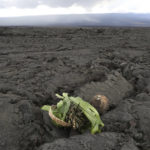 
              A Native Hawaiian offering is left on an old lava field in front of the erupting Mauna Loa, Tuesday, Nov. 29, 2022, near Hilo, Hawaii. (AP Photo/Marco Garcia)
            