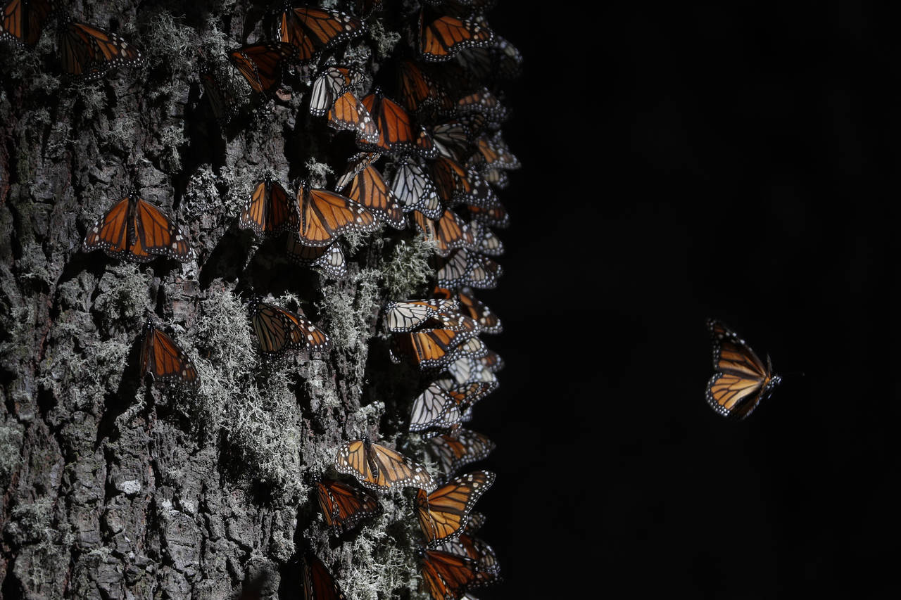 FILE - A monarch butterfly takes off from a tree trunk in the winter nesting grounds of El Rosario ...
