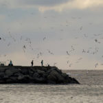 
              People watch northern gannets fly and dive for fish just after sunrise in Perce, Quebec, Canada, Thursday, Sept. 15, 2022. Northern gannets are considered sentinels of the marine ecosystem. Their struggles to feed and breed in a warming climate are being closely watched by scientists. (AP Photo/Carolyn Kaster)
            