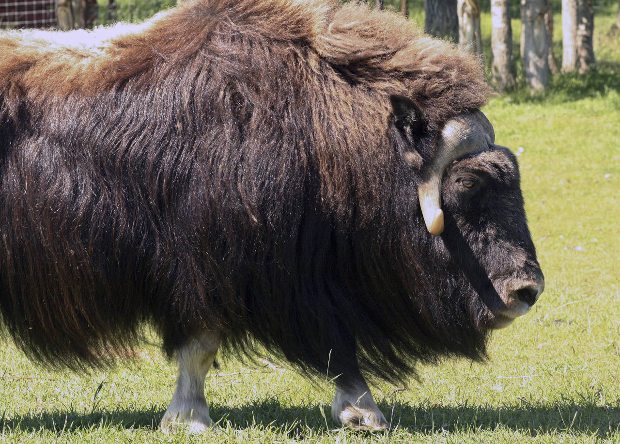 FILE - A muskox stands at a specialty farm on July 9, 2010, in Palmer, Alaska. A court services off...