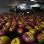 
              Apples are washed at the BelleHarvest packing and storage facility, Tuesday, Oct. 4, 2022 in Belding, Mich. BelleHarvest is the second largest packing and storage facility for apples in the state of Michigan. (AP Photo/Carlos Osorio)
            