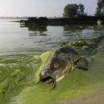 
              FILE - A catfish is visible on the shoreline in the algae-filled waters off North Toledo, Ohio, on Sept. 20, 2017. Studies predict the Great Lakes and other large freshwater bodies around the world will move toward acidity as they absorb excess carbon dioxide from the atmosphere, which also causes climate change. Experts say acidification could disrupt aquatic food chains and habitat. (Andy Morrison/The Blade via AP, File)
            