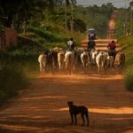 
              Farmers drive oxen down the road that leads to the Chico Mendes Extractive Reserve, in Xapuri, Acre state, Brazil, Wednesday, Dec. 7, 2022. The reserve is forest protected in the name of the legendary rubber tapper leader and environmentalist Chico Mendes. (AP Photo/Eraldo Peres)
            