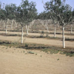 
              This April 18, 2022, photo provided by Mohave County shows orchards near Kingman, Ariz. where irrigation now has been limited. The Arizona Department of Water Resources made the decision this week to protect a dwindling groundwater supply. (Mohave County via AP)
            