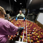 
              Apples are washed and inspected at the BelleHarvest packing and storage facility, Tuesday, Oct. 4, 2022 in Belding, Mich. BelleHarvest is the second largest packing and storage facility for apples in the state of Michigan. (AP Photo/Carlos Osorio)
            