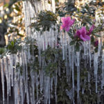 
              Icicles hang from ornamental plants at sunrise Saturday, Dec. 24, 2022, in Plant City, Fla. Farmers spray their crops with sprinklers to help protect them. Temperatures overnight dipped into the mid-20's. (AP Photo/Chris O'Meara)
            