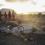 
              Maasai children stand beside a zebra that local residents said died due to drought, as they graze their cattle at Ilangeruani village, near Lake Magadi, in Kenya, on Wednesday, Nov. 9, 2022. Elections, coups, disease outbreaks and extreme weather are some of the main events that occurred across Africa in 2022.  Experts say the climate crisis is hitting Africa “first and hardest.” Kevin Mugenya, a senior food security advisor for Mercy Corps said the continent of 54 countries and 1.3 billion people is facing “a catastrophic global food crisis” that “will worsen if actors do not act quickly.”   (AP Photo/Brian Inganga)
            