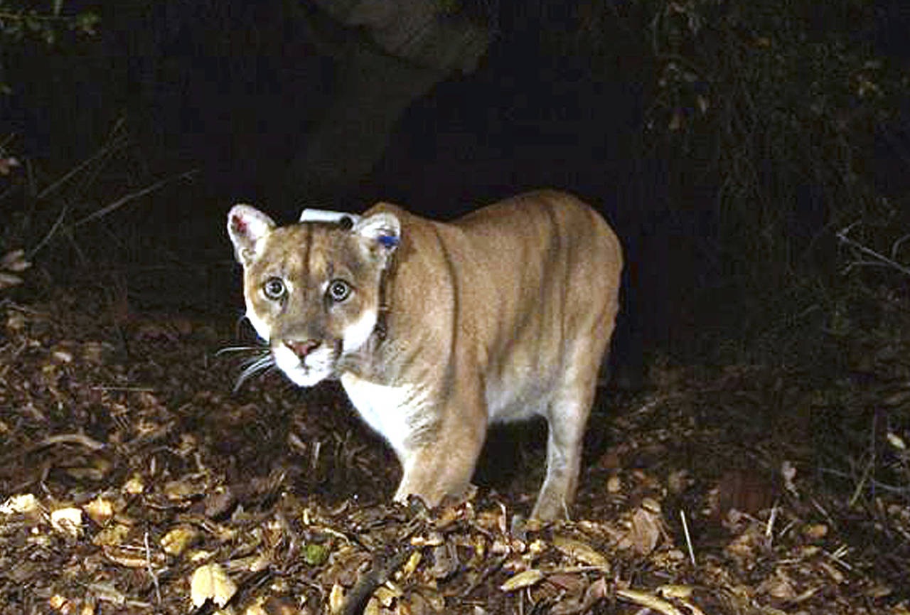 FILE - This photo provided by the U.S. National Park Service shows a mountain lion known as P-22, p...