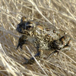 
              FILE - A Dixie Valley toad sits atop grass in Dixie Valley, Nev., on April 6, 2009. The tiny Nevada toad at the center of a legal battle over a geothermal project has officially been declared an endangered species after U.S. wildlife officials temporarily listed it on a rarely-used emergency basis in the spring of 2022. The spectacled, quarter-sized amphibian "is currently at risk of extinction throughout its range primarily due to the approval and commencement of geothermal development," the service said. Other threats to the toad include groundwater pumping, agriculture, climate change, disease and predation from bullfrogs. (Matt Maples/Nevada Department of Wildlife via AP, File)
            