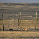 
              A swift fox is seen in a temporary holding pen prior to being released on the Fort Belknap Indian Reservation, Sept. 28, 2022, near Fort Belknap Agency, Mont. Native species such as swift foxes and black-footed ferrets disappeared from the Fort Belknap Indian Reservation generations ago, wiped out by poisoning campaigns, disease and farm plows that turned open prairie where nomadic tribes once roamed into cropland and cattle pastures. (AP Photo/Matthew Brown)
            