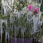 
              Icicles hang from ornamental plants at sunrise Saturday, Dec. 24, 2022, in Plant City, Fla. Farmers spray their crops with sprinklers to help protect them. Temperatures overnight dipped into the mid-20's. (AP Photo/Chris O'Meara)
            