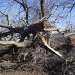 
              Damian Reinhold surveys damage to trees brought down by a tornado outside his friend's home, Tuesday, Dec. 13, 2022, in Wayne, Okla. (AP Photo/Sue Ogrocki)
            