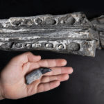 
              This photo provided by the Natural History Museum of Utah shows an ichthyosaur tooth, in hand, and a snout fragment, top, in 2022. (Natural History Museum of Utah via AP)
            