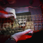 
              A black-footed ferret is seen in a temporary trap prior to being vaccinated against sylvatic plague, a disease that periodically decimates populations of the highly endangered mammals, at a ferret reintroduction site on the Fort Belknap Indian Reservation, Thusday, Oct. 6, 2022, near Fort Belknap Agency, Mont. (AP Photo/Matthew Brown)
            