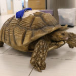 
              Michelangelo, the 70-year-old African tortoise and San Jose preschool pet, wanders around at ARCHVET Animal Hospital in San Jose, Calif., Sunday, Jan. 31, 2021, following surgery the day before after being beaten and stabbed by an assailant. On Friday, Dec. 16, 2022, a judge sentenced the assailant to two years of probation and mandatory mental health and substance abuse treatment, according to The San Jose Mercury News. (Nhat V. Meyer/Bay Area News Group via AP)
            