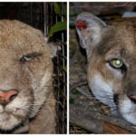 
              FILE - This pair of photos provided by the National Park Service shows the Southern California mountain lion known as P-22, left, in March, 2014 when he was suffering from mange, and at right in December 2015, without lesions or scabs. The mountain lion P-22 that took up residence in the middle of Los Angeles and became a symbol of urban pressures on wildlife, was euthanized Saturday, Dec. 17, 2022, after dangerous changes in his behavior led to examinations that revealed poor health and an injury likely caused by a car. (National Park Service via AP, File)
            