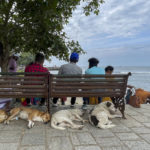 
              Stray dogs sleep under the benches at the Fort Kochi beach on the Arabian Sea coast in Kochi, India, Monday, Dec. 26, 2022. (AP Photo/R S Iyer)
            