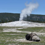 
              FILE - A bison lies down on the ground in front of the Old Faithful geyser in Yellowstone National Park, Wyo., on June 22, 2022. After a historic biodiversity agreement was reached, countries now face pressure to deliver on the promises. The most significant part of the global biodiversity framework is a commitment to protect 30% of land and water considered important for biodiversity by 2030. (AP Photo/Matthew Brown, File)
            