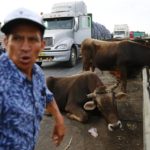 
              A man lets his cows out of his truck after three days stuck on the Pan-American North Highway, blocked by supporters of ousted Peruvian President Pedro Castillo protesting Castillo's detention, in Chao, Peru, Wednesday, Dec. 14, 2022. Peru's new government declared a 30-day national emergency on Wednesday amid violent protests following Castillo's ouster, suspending the rights of "personal security and freedom" across the Andean nation. (AP Photo/Hugo Curotto)
            