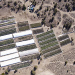 
              FILE - This aerial file photo provided by the Deschutes County Sheriff's Office shows an illegal marijuana grow in Alfalfa, Ore., on Sept. 2, 2021. In 2014, Oregon voters approved a ballot measure legalizing recreational marijuana after being told it would eliminate problems caused by the "uncontrolled manufacture" of the drug. Illegal production of marijuana has exploded instead. Oregon lawmakers are now looking at toughening laws against the outlaw growers. (Deschutes County Sheriff via AP, File)
            