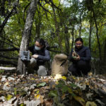 
              Yale University doctoral students Siria Gamez, left, and Aishwarya Bhandari work on their wildlife camera attached to a tree in a Detroit park on Oct. 7, 2022. With many types of wildlife struggling to survive and their living space shrinking, some are finding their way to big cities. In Detroit, scientists place wildlife cameras in woodsy sections of parks to monitor animals. (AP Photo/Carlos Osorio)
            